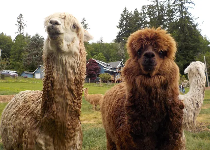 Oceanfront Studio/Loft: Alpacas, Oysters & Kayaks