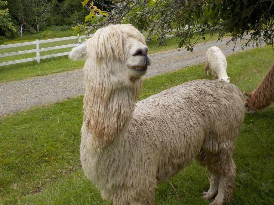 Oceanfront Studio/loft: Alpacas, Oysters & Kayaks Shelton