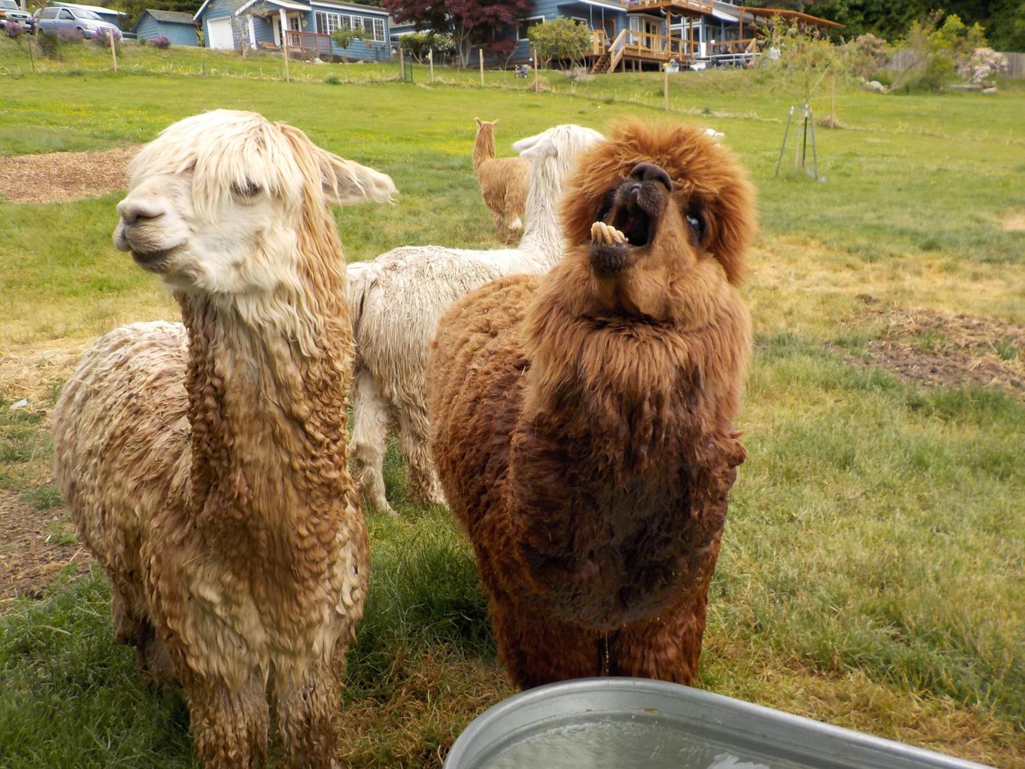 Oceanfront Studio/loft: Alpacas, Oysters & Kayaks *
