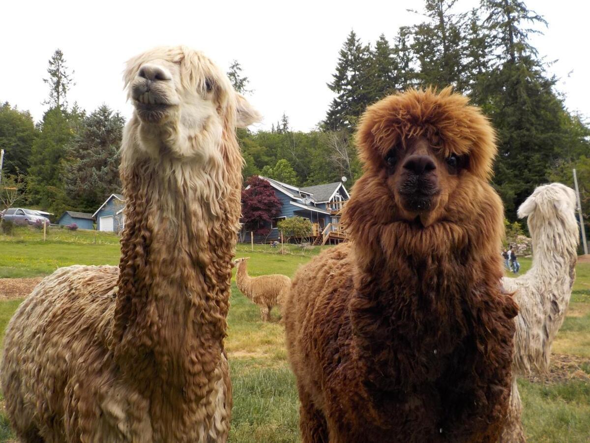 Oceanfront Studio/loft: Alpacas, Oysters & Kayaks Holiday home Shelton